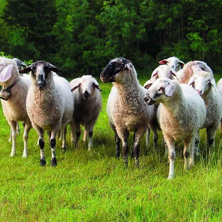 ホステル Youth Arsviva *