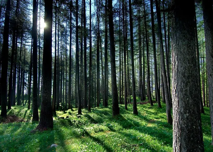 Youth Arsviva Hostel