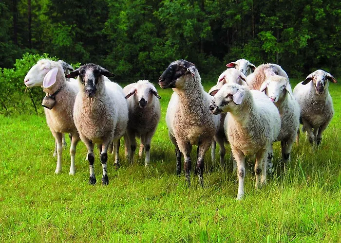 Hostel Youth Arsviva *