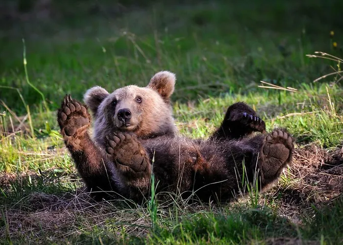 Hostel Youth Arsviva Stari Trg pri Lozu